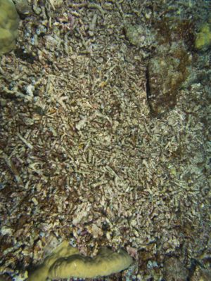 coral rubble field at Palau after Super Typhoon Bopha