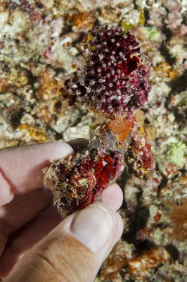 The distinctive red skeleton on this small specimen is clearly visible once the polyps have retracted and the light from the strobe on my camera has restored the true color.