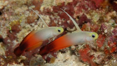 fire dartfish Nemateleotris magnificafire dartfish Nemateleotris magnifica