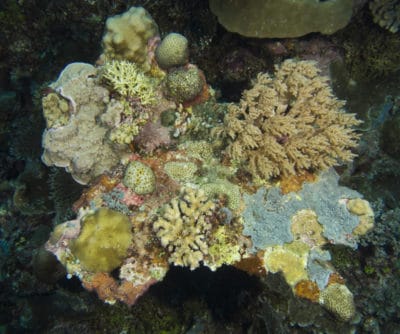 In addition to the reef substrate, dead corals, such as this dead table acroporids, provide an ideal substrate that can be colonized by new corals.  In this example, there are over a dozen different species of stony corals, a soft coral and an encrusting sponge that have settled and begun to spread across the substrate.