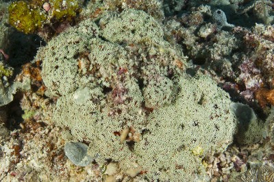 Most of the Tubipora colonies that I encountered that day were not much bigger than a ping pong ball but this colony was the size of a head of cabbage making it the biggest specimen I noticed throughout the entire trip.