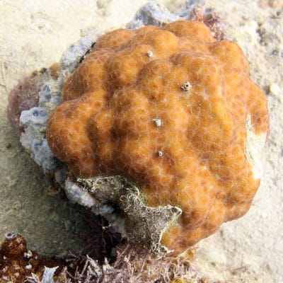 small Porites colony completely tiled with a mosaic of acoel flatworms