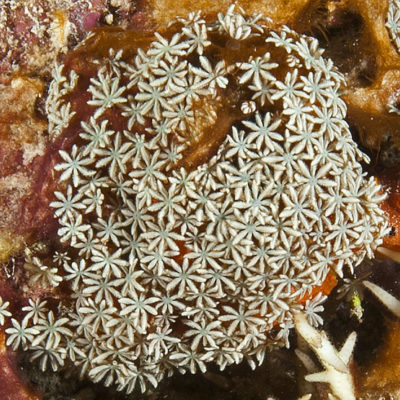 The small and dainty polyps of Tubipora musica exhibiting their eight-way symmetry which makes them members of the subclass Octocorallia.
