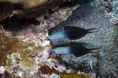 twotone dartfish Ptereleotris evides