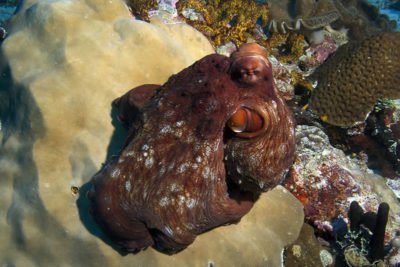 A Day Octopus (Octopus cyanea) emerges from den