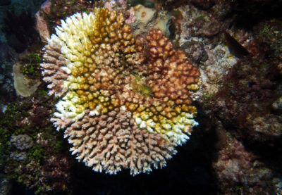 Acropora coral with white syndrome