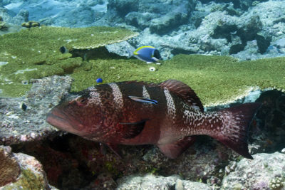 Blacksaddle Coral Grouper Plectopomus laevis (Dark Variation)