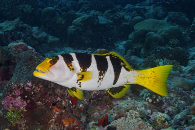 Blacksaddle Coral Grouper Plectopomus laevis (Pale Variation)