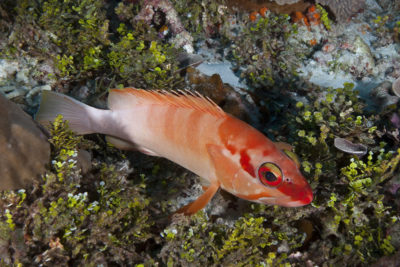 Blacktip Grouper Epinephelus fasciatus