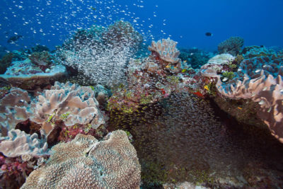 Coral reefs of Chagos