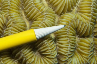 Detail of the Caribbean M. meandrites showing the alternating septa which are not fused along the midline of the ridge (pencil for scale).