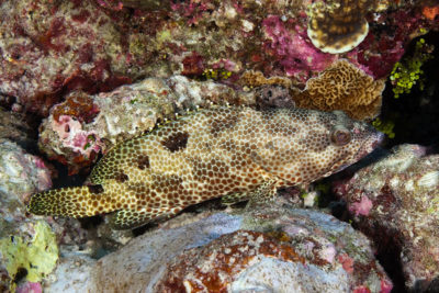 Foursaddle Grouper Epinephelus spilotoceps