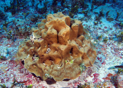 One of the few larger corals, a colony of Gardineroseris planulata