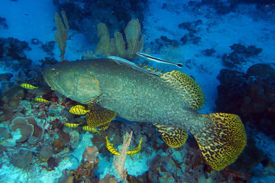 Giant Groupers Epinephelus lanceolatus