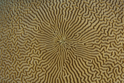 coral texture pattern