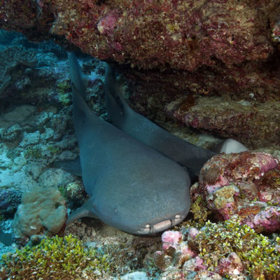 Larger female tawny nurse shark resting under a ledge with a single smaller juvenile
