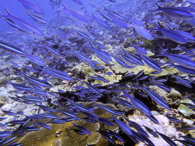 Schools of bluestreak fusiliers (Pterocaesio tile)