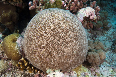 Smaller spherical Ctenella colony showing the pale brown and cream coloration commonly seen.