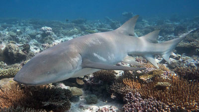 Tawny nurse sharks, Chagos