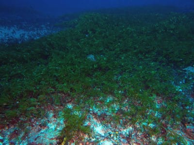 A large meadow of turtle grassCymodocea rotundata.