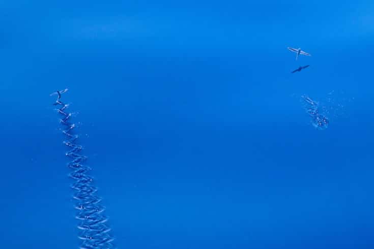 The novelty and grace of flying fishes make them a great photo subject during long transits on calm seas