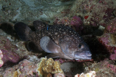 Whitespotted Grouper Epinephelus caeruleopunctatus