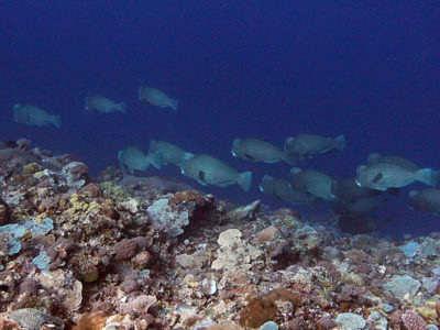 School of bumphead parrotfish