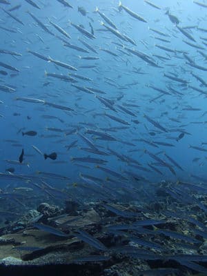 Yellowtail Barracuda