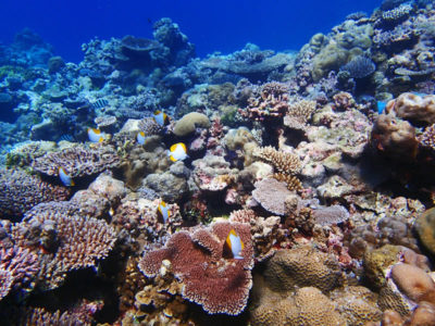 Palau coral reefs