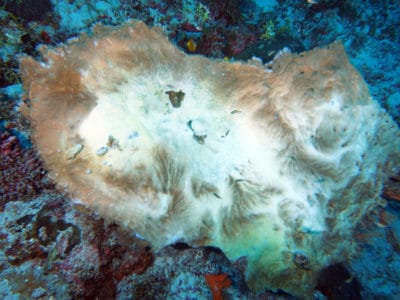 coral bleaching is one impact to coral reefs from climate change