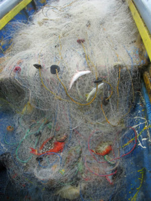 female stoplight parrotfish (Sparisoma viride) caught in a gillnet