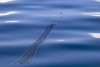 flying fish airborne with pectoral fins acting as wings