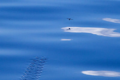 flying fish airborne with pectoral fins acting as wings