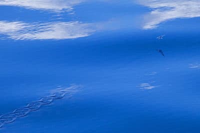 flying fish airborne with pectoral fins acting as wings