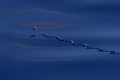 flying fish taxi along surface using tail fin