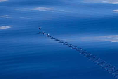 flying fish taxi along surface using tail fin