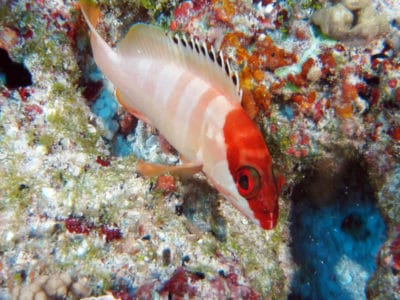 grouper (Epinephelus fasciatus)