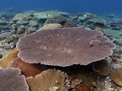 healthy Palau coral reefs