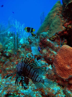 We spotted many invasive lionfish on our coral reef surveys (and even a few for sale at the local fish market).