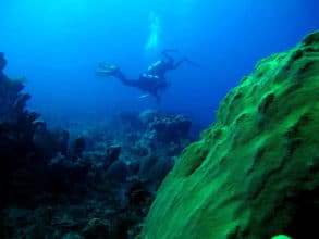 Restoring Jamaica’s Pedro Banks (KSLOF) -Living Oceans Foundation