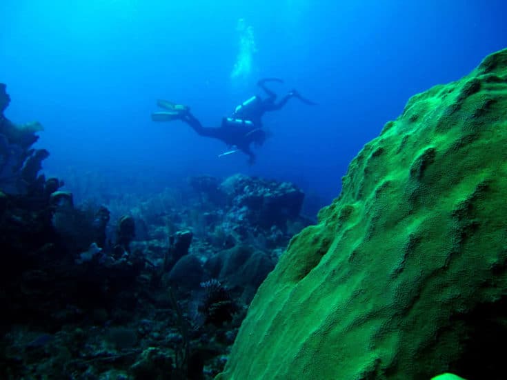 Scientists from the Global Reef expedition survey fish on Jamaica's Pedro Banks