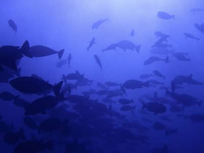 mixed school of unicornfish (Nasinae) and snappers (Lutjanidae)