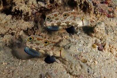 Twinspot Signal Gobies