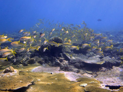 school of yellowfin goatfish (Mulloidichthys vanicolensis)