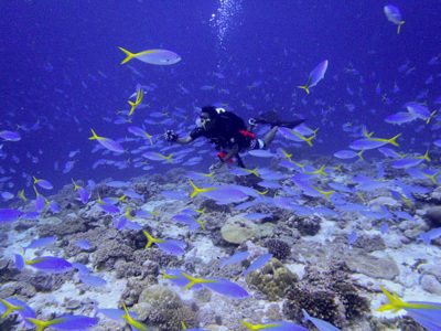 science diver surrounded by  school of blue and yellow fusiliers (Caesio teres)