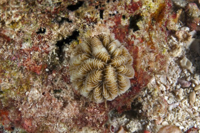 In addition to the many medium and large size colonies, we occasionally spotted small Ctenella recruits getting their start on the reef.