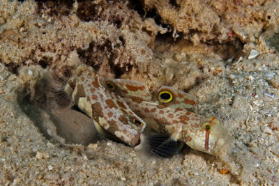 twinspot signal gobies taking turns at excavating and looking out for danger