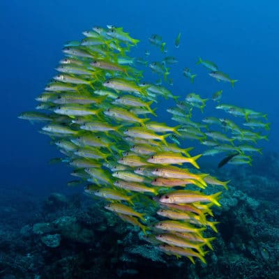 yellowfin-goatfish-mulloidichthys-vanicolensis