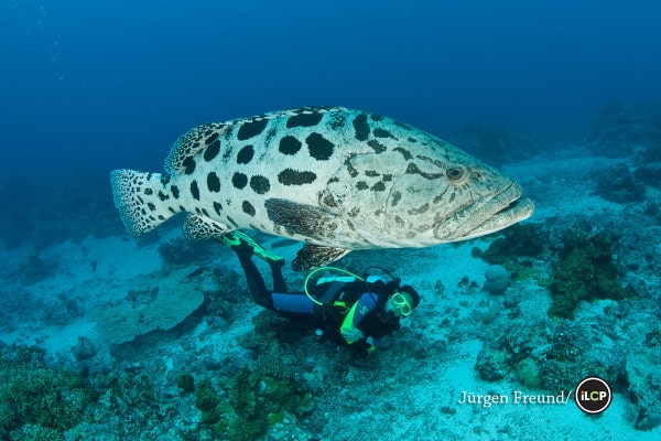 Life in the Great Barrier Reef