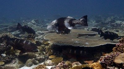 Grouper Aggregation Chagos